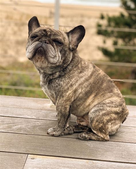 why are brindle french bulldogs cheap